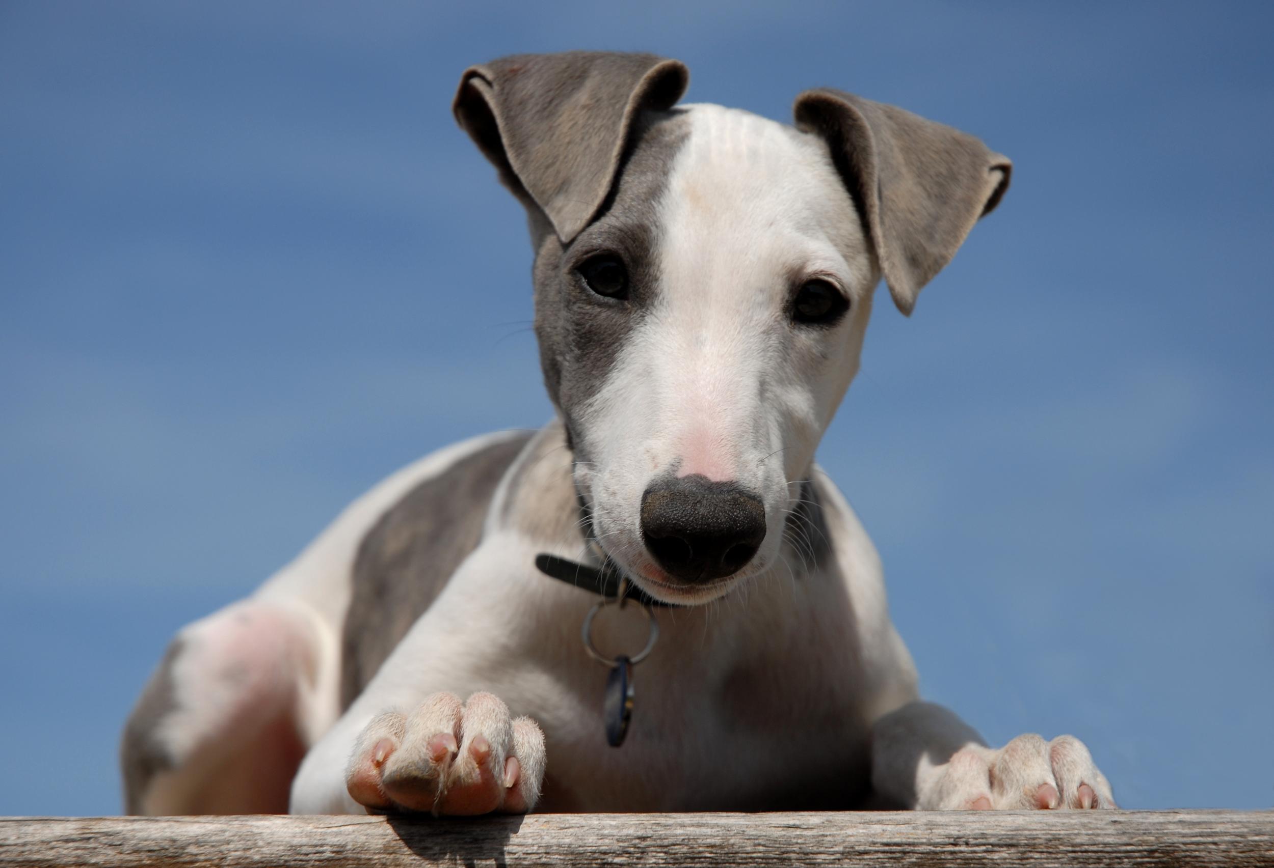 Whippet Puppy Close Up