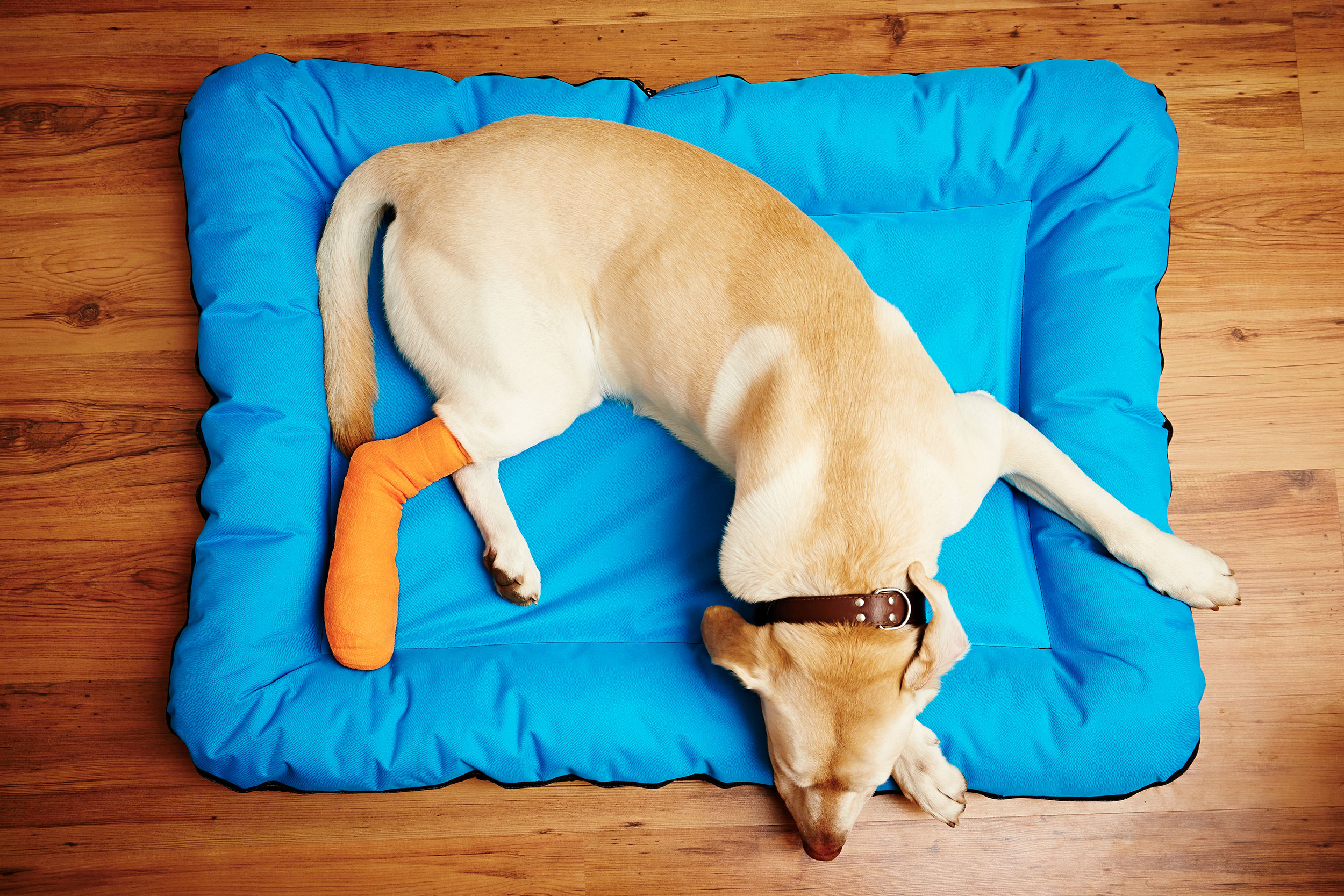 Dog Sleeping on Pet Bed with Leg in Cast