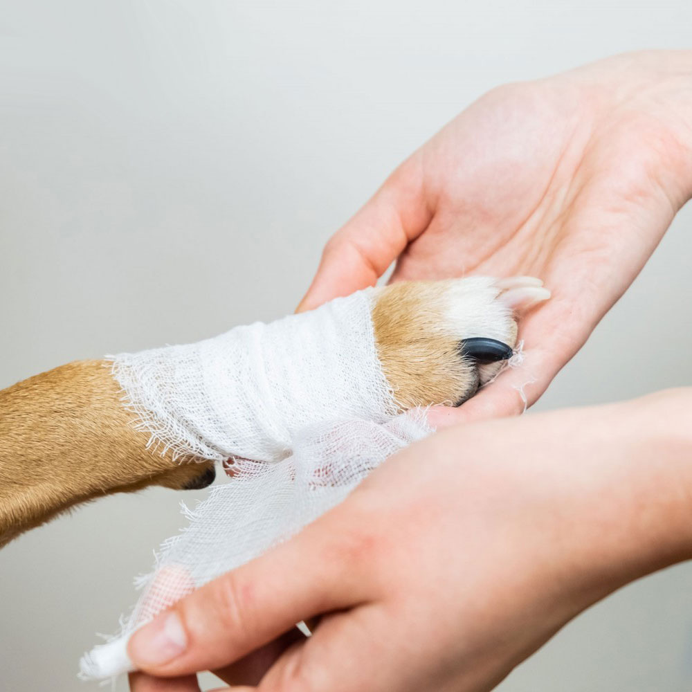 Wrapping Dog Paw