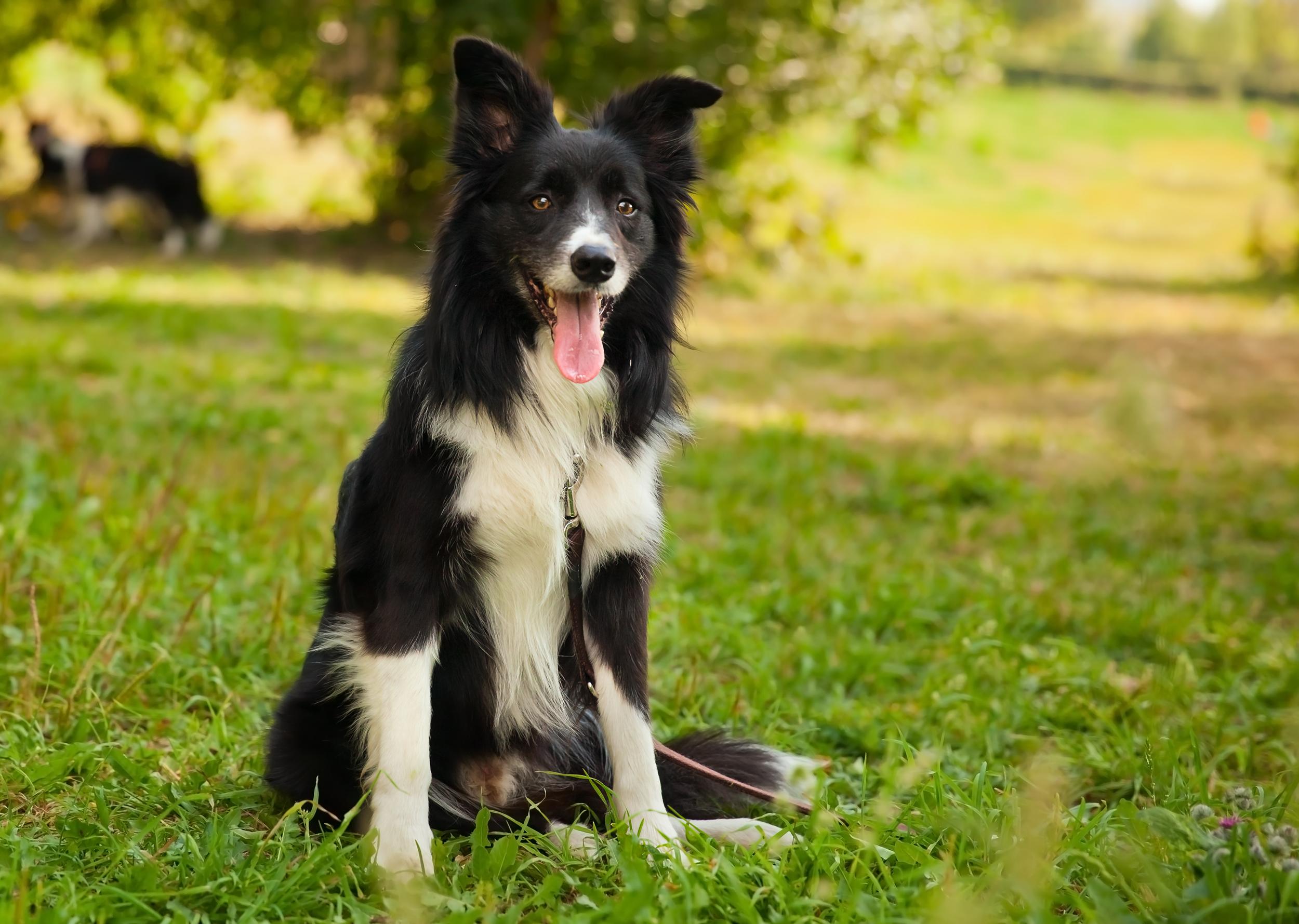 Border Collie Sitting Outside