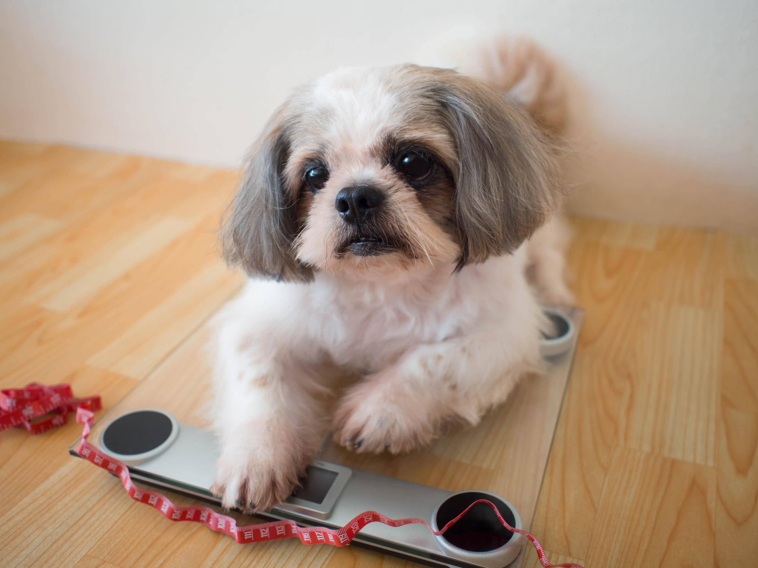 Groomed Dog on Weight Scale