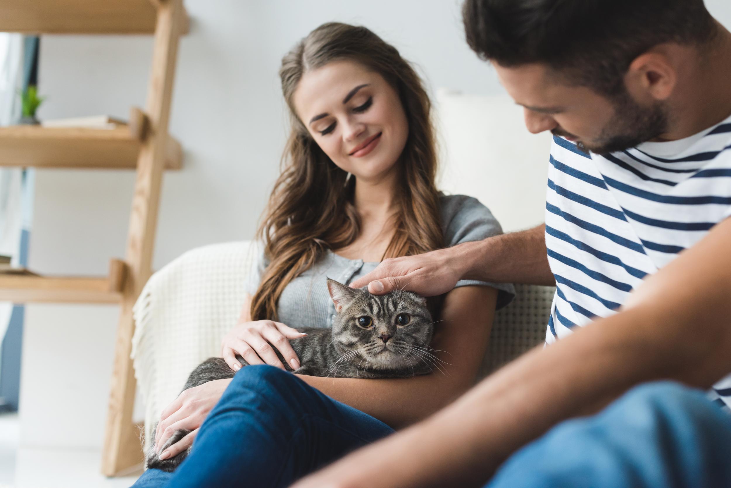 Couple Holding and Petting a Grey Cat