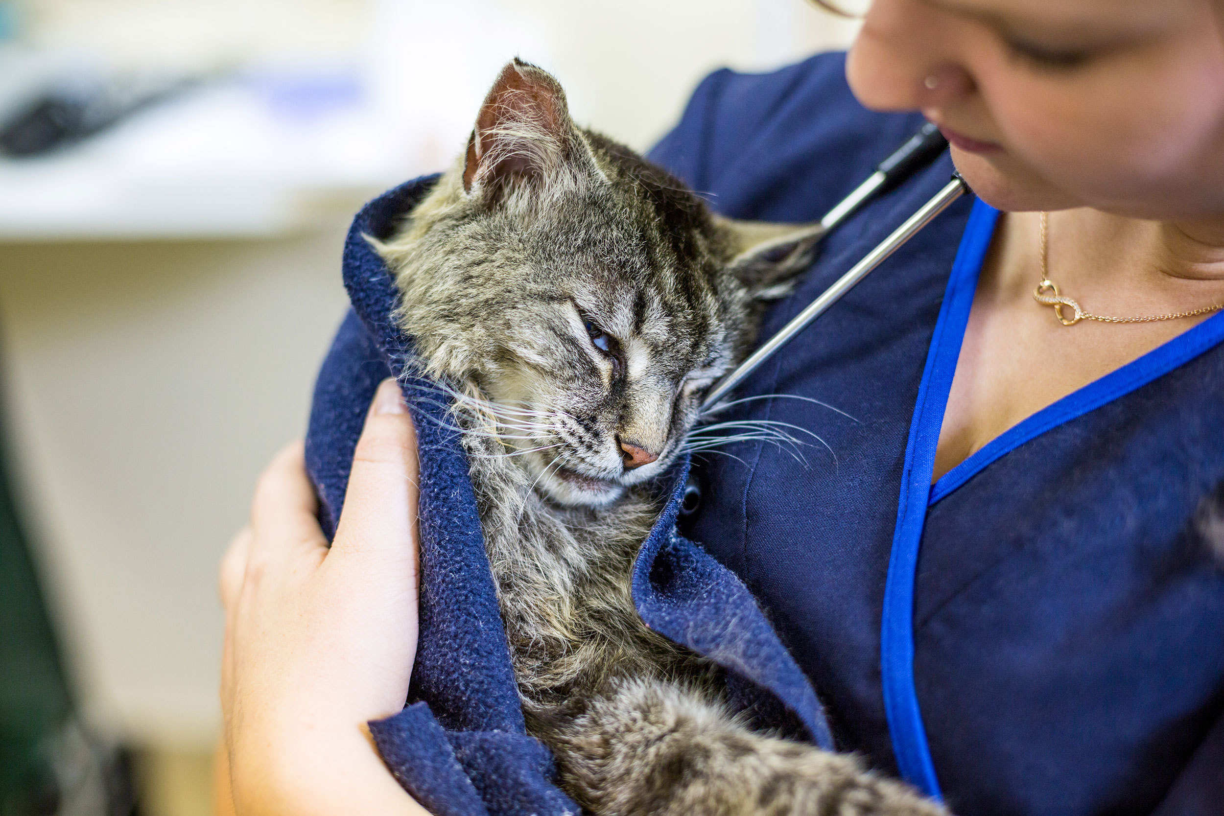 Doctor Holding Sick Cat Snuggled