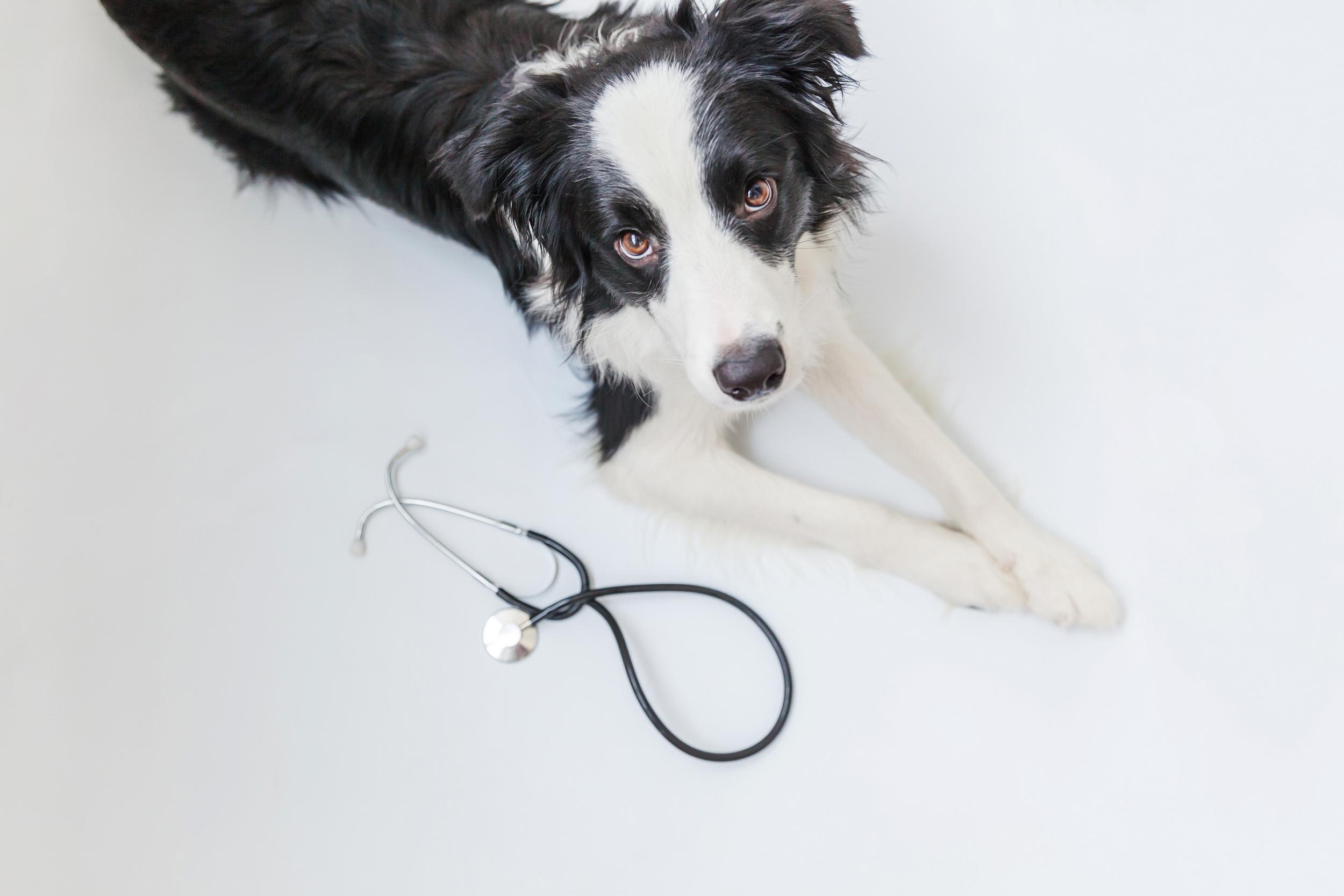 Border Collie with Stethoscope