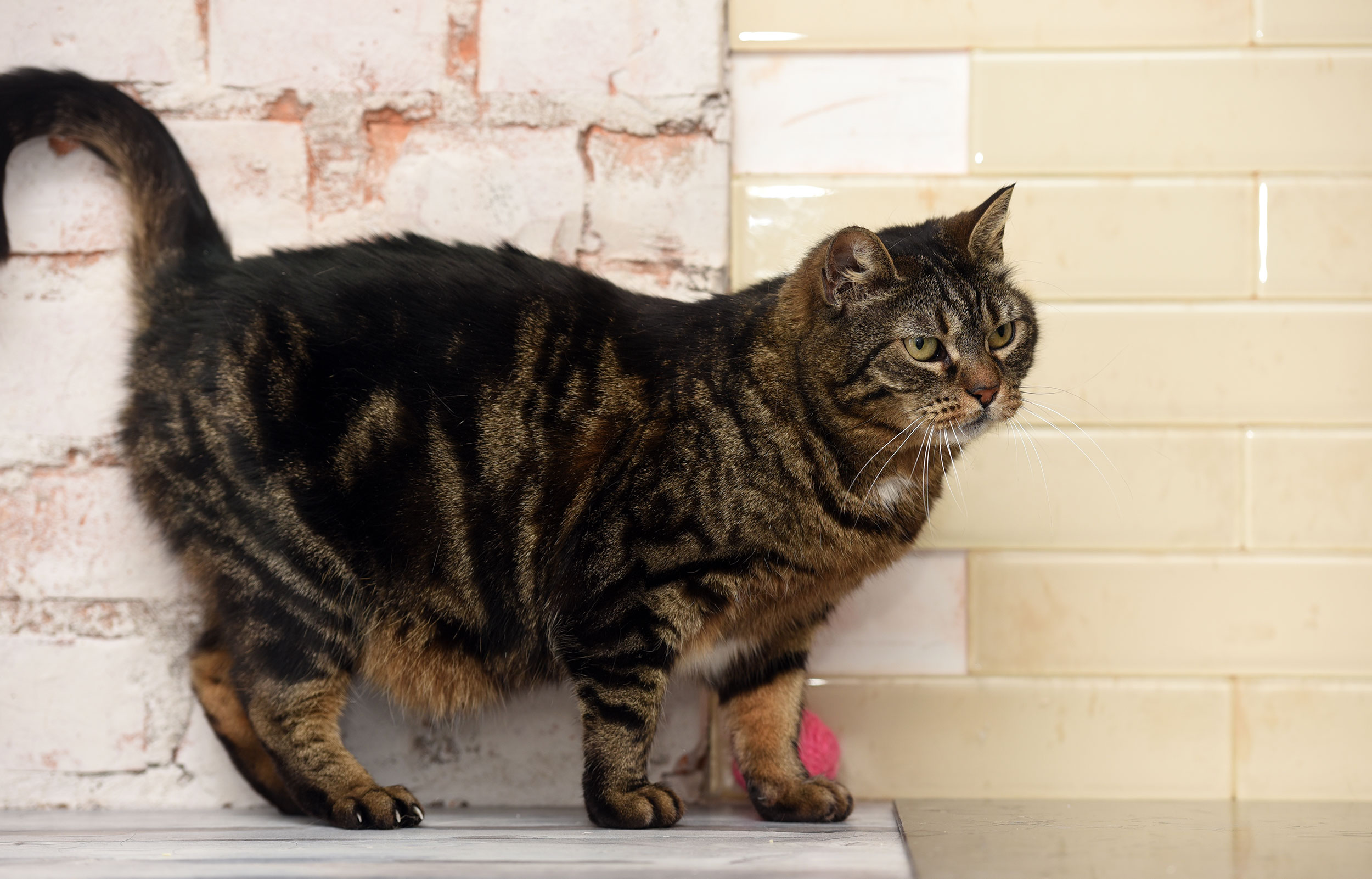 Cat Standing on Ledge