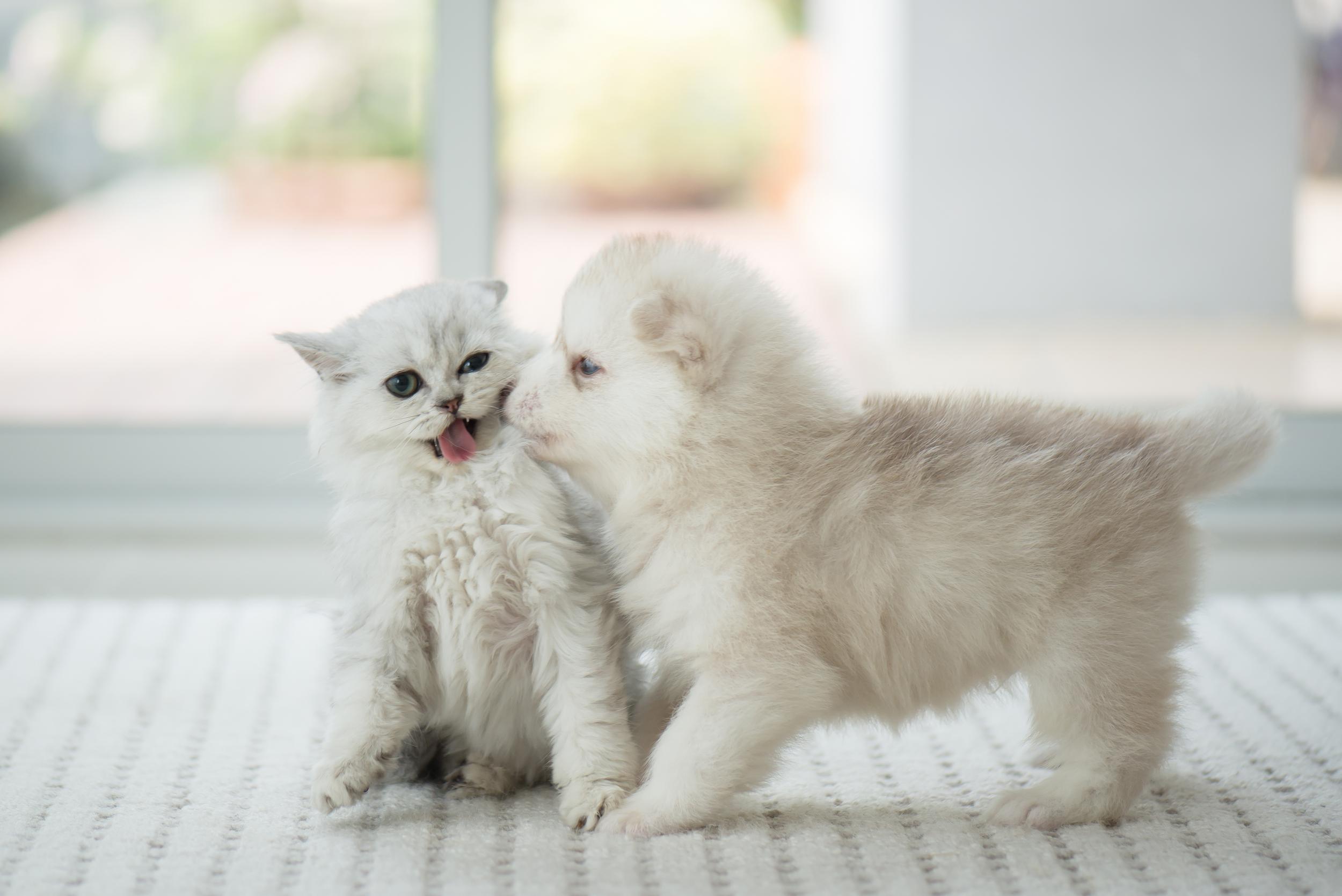 White Puppy and White Kitten Playing