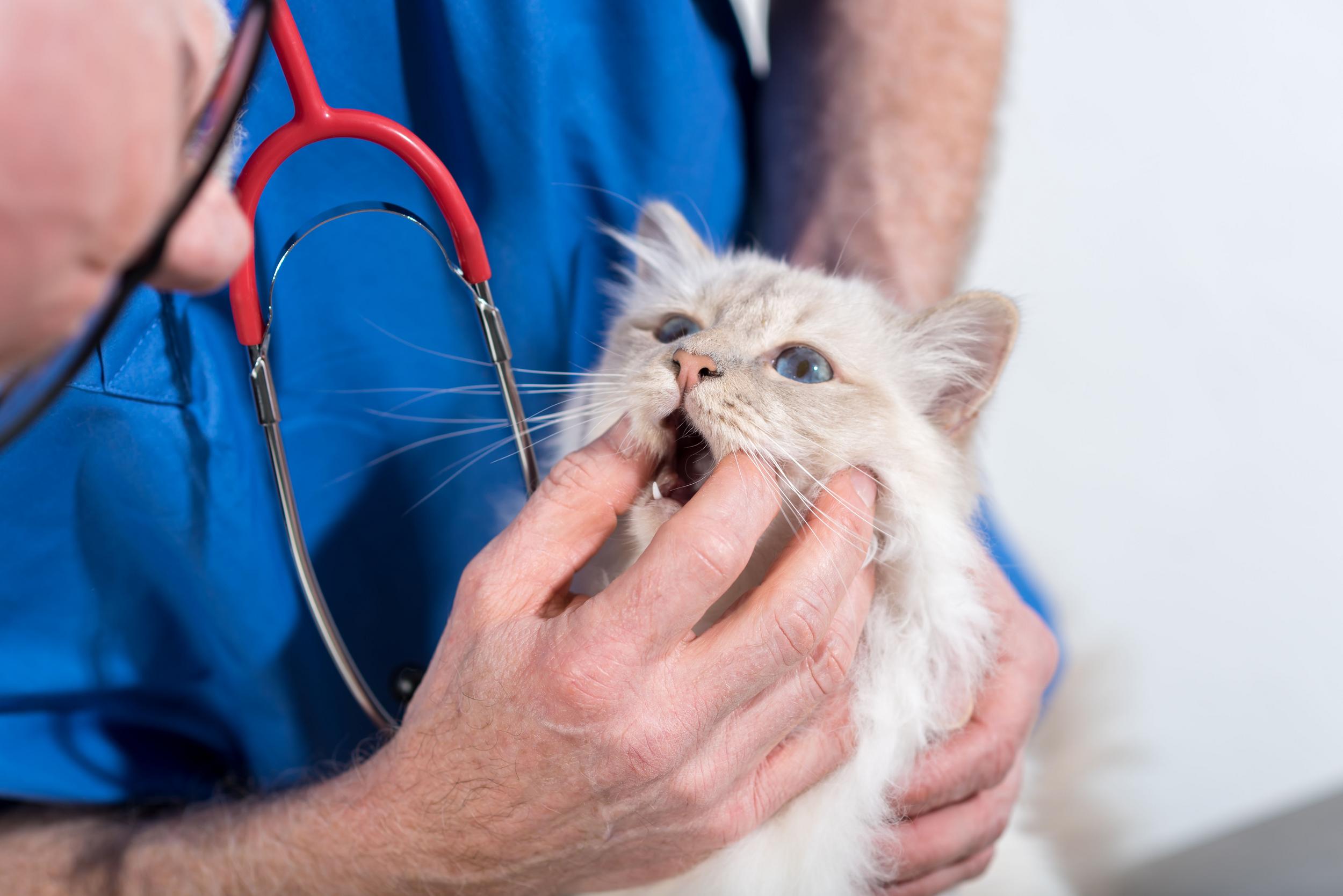 Fluffy Cat Getting Dental Exam