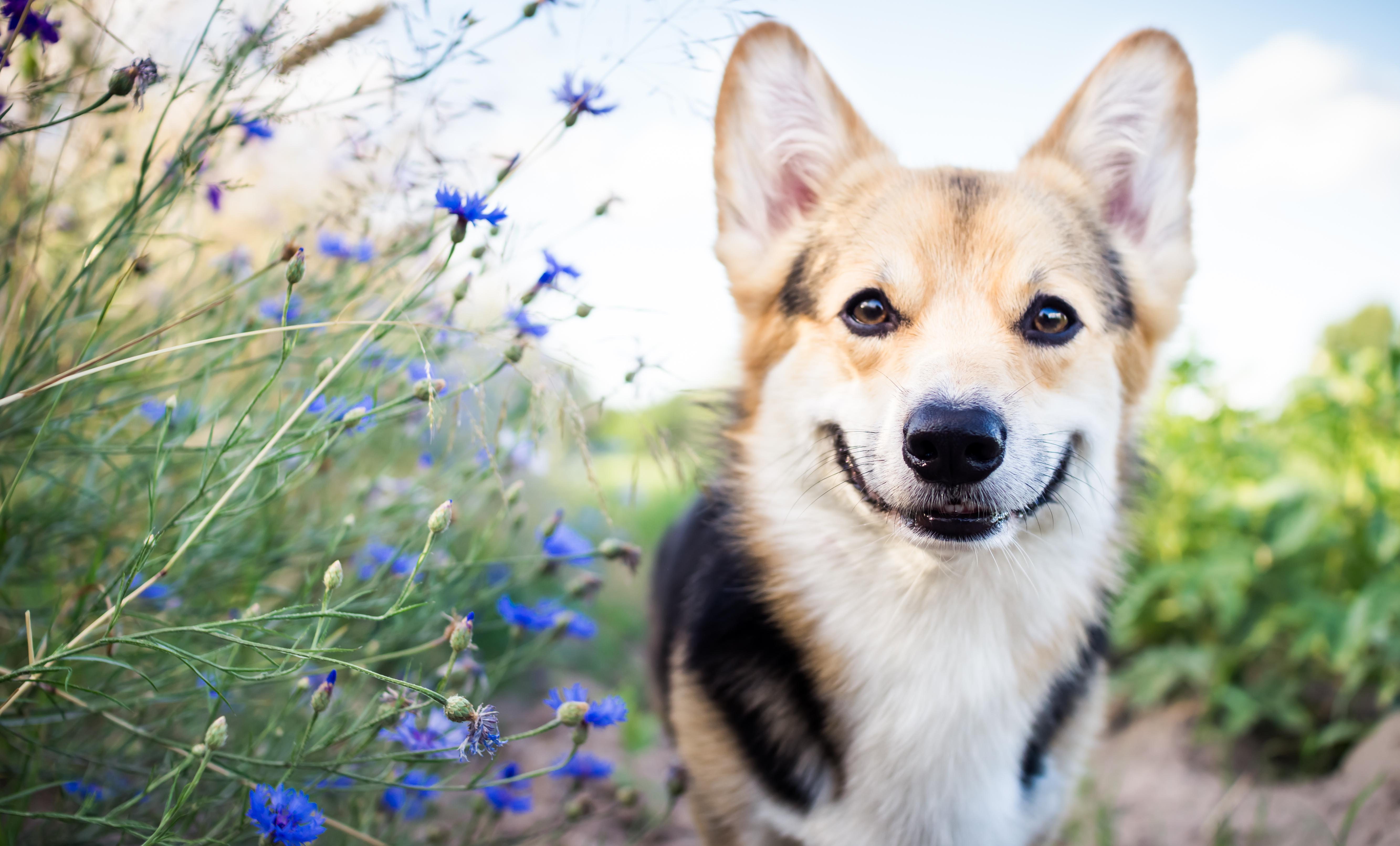 Happy Corgi in Field of Wild Flowers